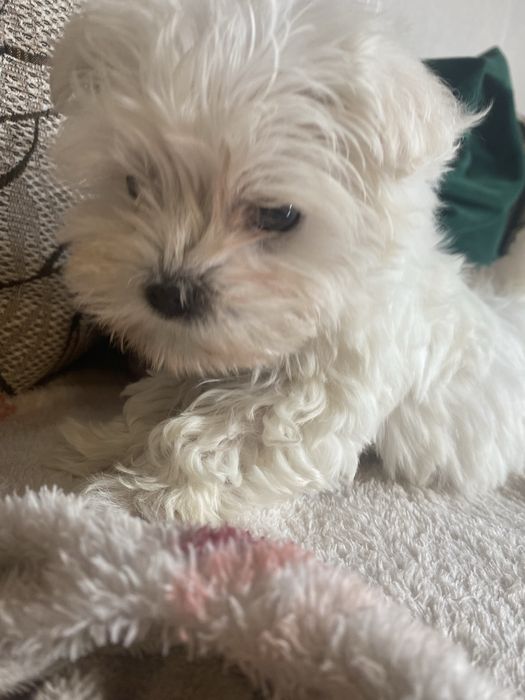 Bichon matleze mini toy cup