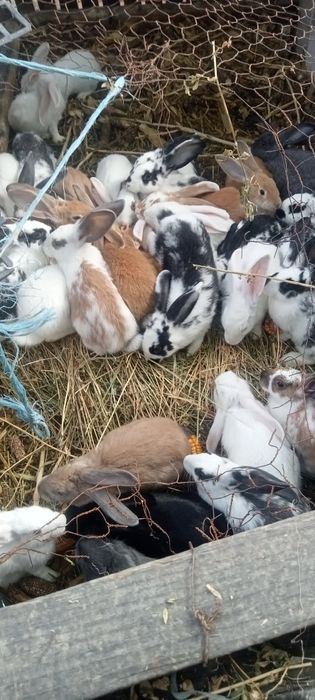 Iepuri puiendri de vânzare