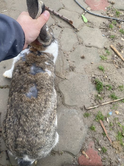 Iepure mascul si femela .