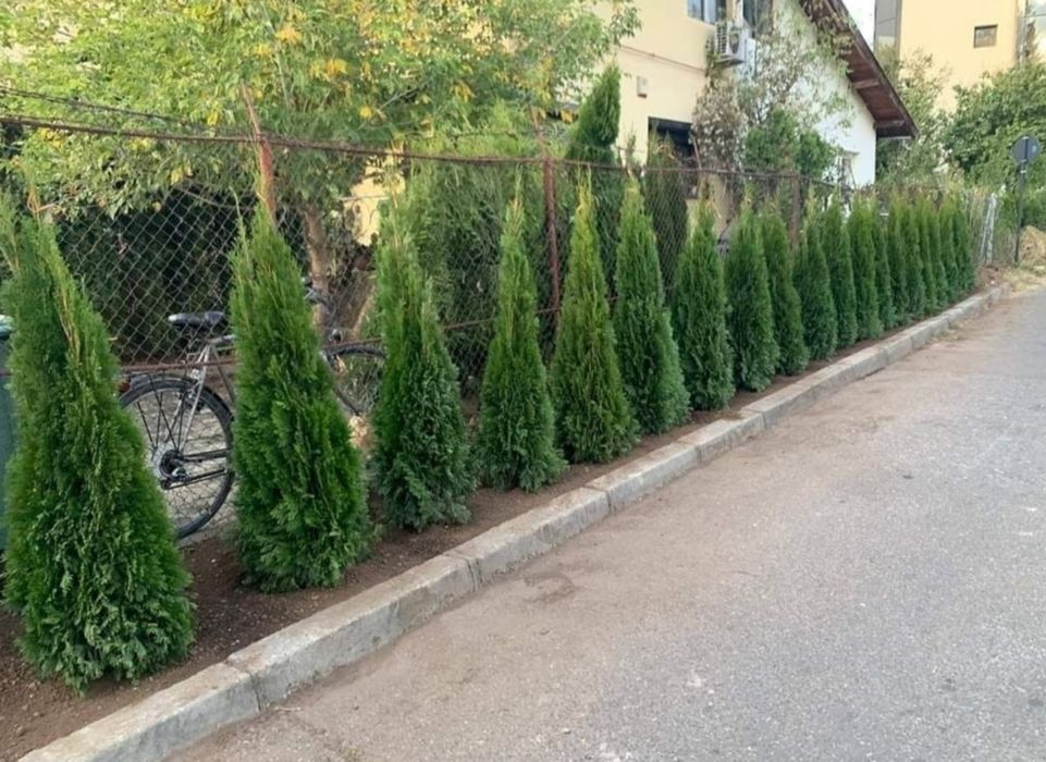 Vand tuia, brazi, plante ornamentale, tuia glob, ienupar tarator, Tei