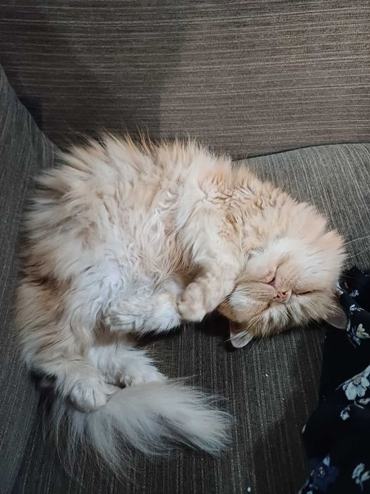 Персийска котка, свободна в добър дом.  Persian Cat free to good home