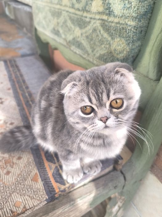 Вислоухие котчта
