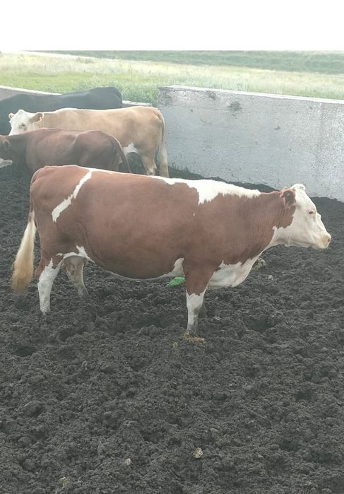 Продам стельных коров