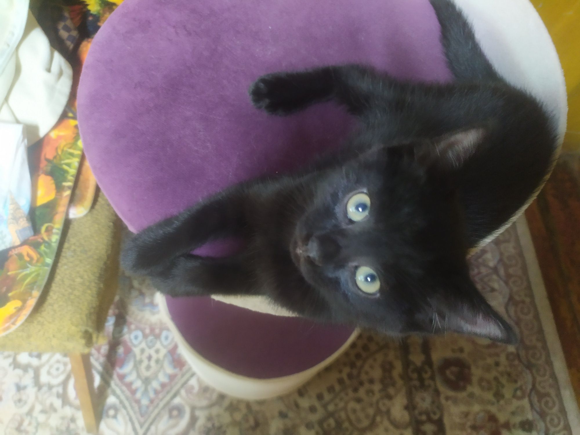 Пристраиваются в добрые,надёжные ручки домашние котята.