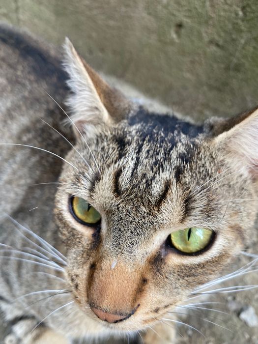 Donez Pisica, Tigrata