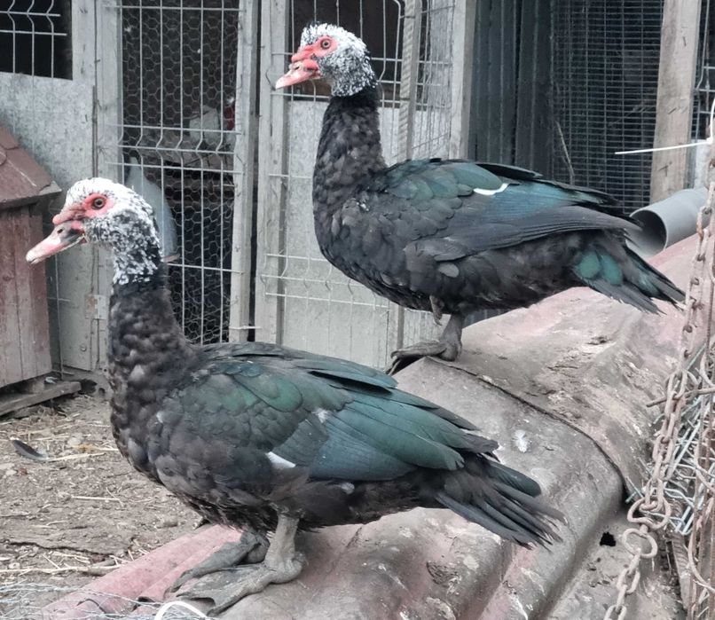 Rate si ratoi lesesti talie mare (linie de expozitie)