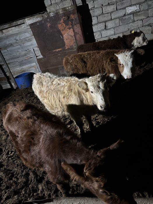 4 бас баспак сатылады 300 мынан сауда бар