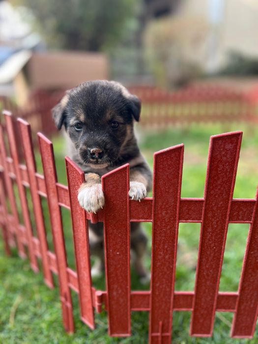 Щенята в добрые руки