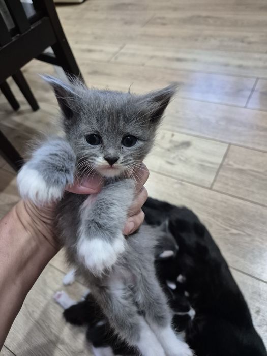 Отдадим серую кошечку в хорошие руки