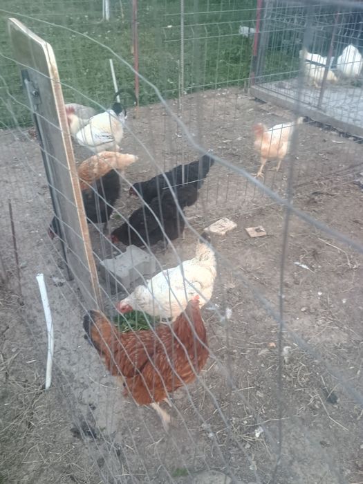 Cocoș și găini de tara