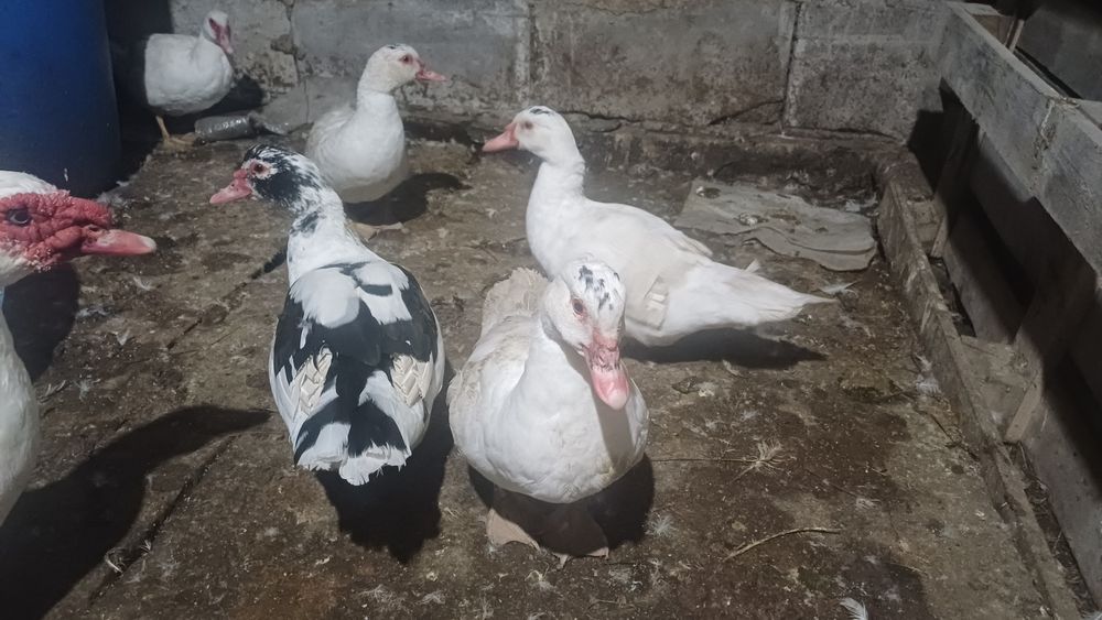 Продам молодых индоуток