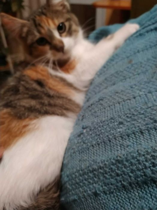 Две трицветни котета търсят своя добър и грижовен осиновител