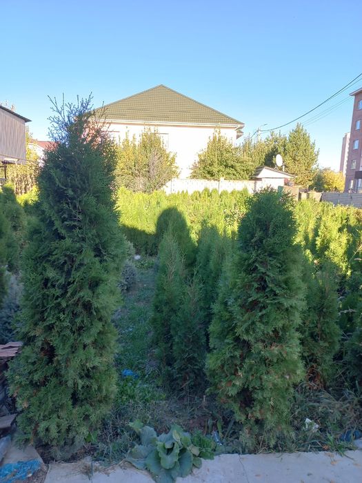 продам  хвойные саженцы туи