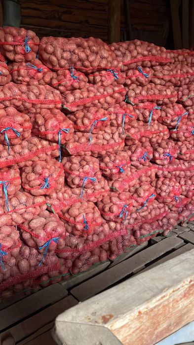 De vanzare cartof Rivola