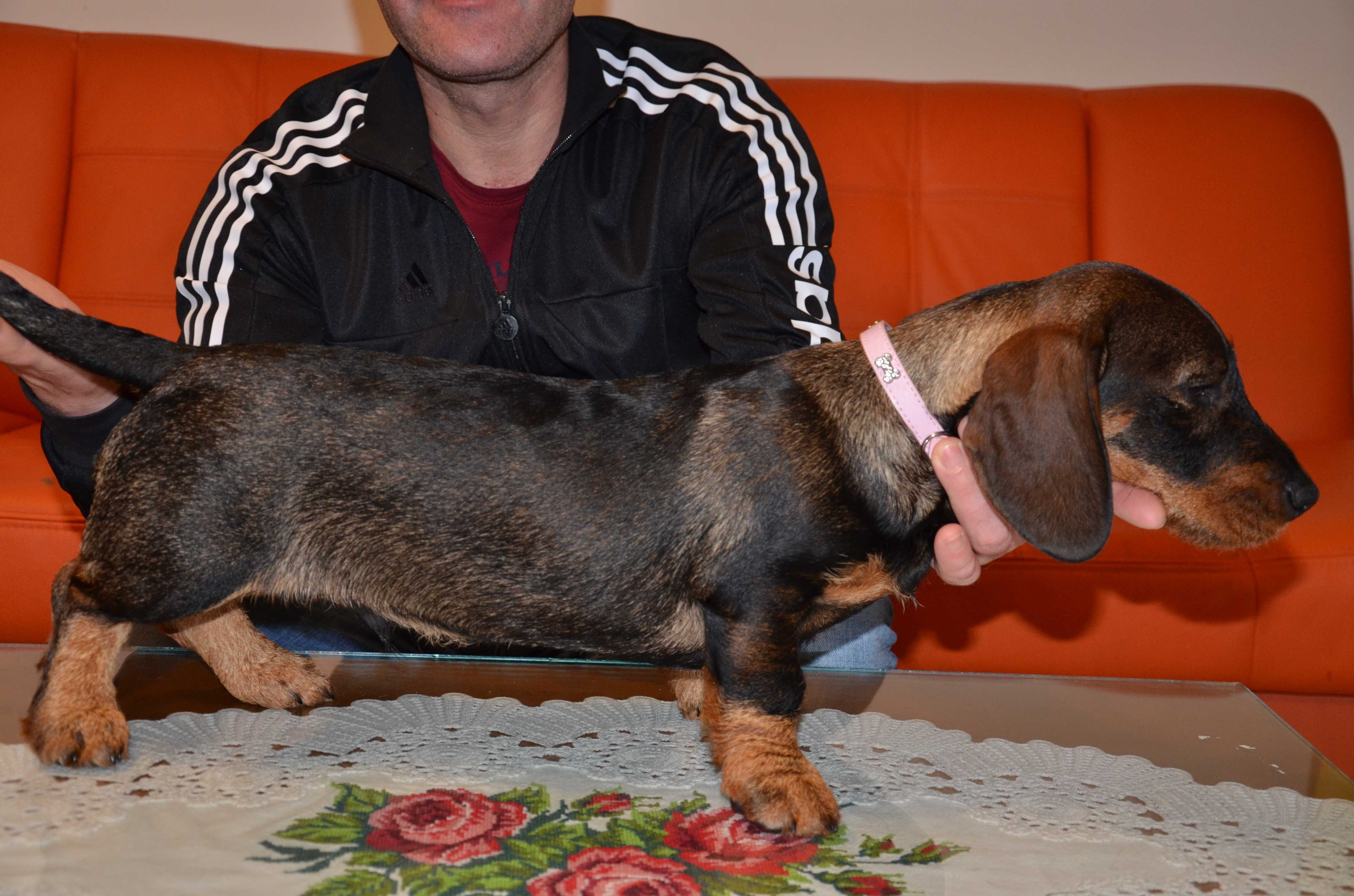 Mascul de teckel sarmos standard cu Pedigree A, 4 luni