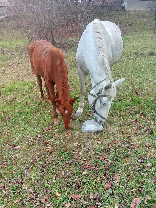 Vând mânză de 4 luni și jumătate 1600  lei