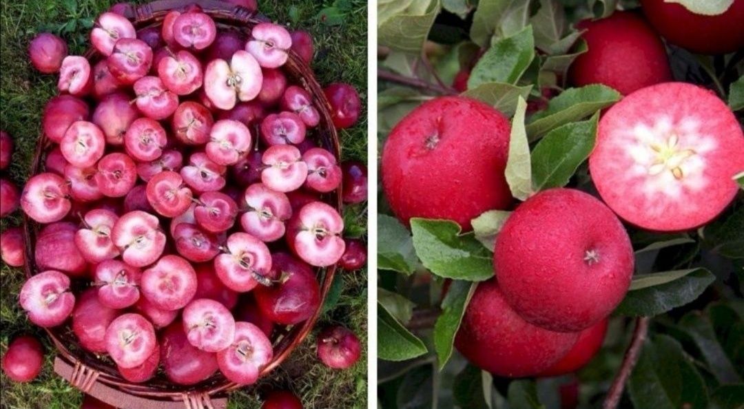 Pomi fructiferi cu miezul Roșu delicios anul 3 în ghiveci