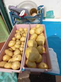 Коломбо скороспелый картофель семенной Караганда.в наличии.