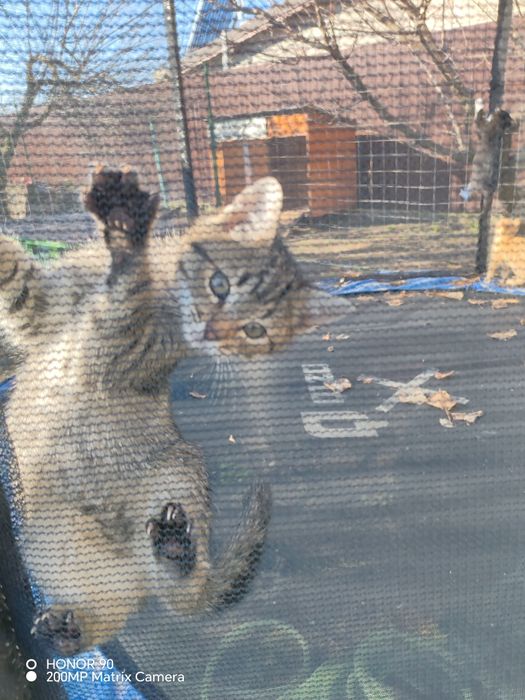 Pisoi pentru adopție!