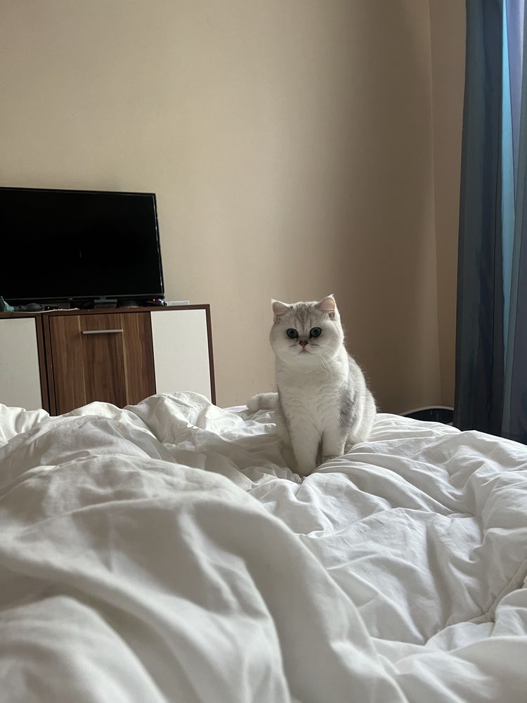 Femela British Shorthair Silver