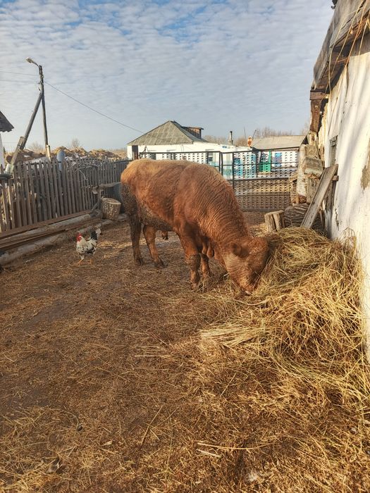 Продам быка и корову на развод