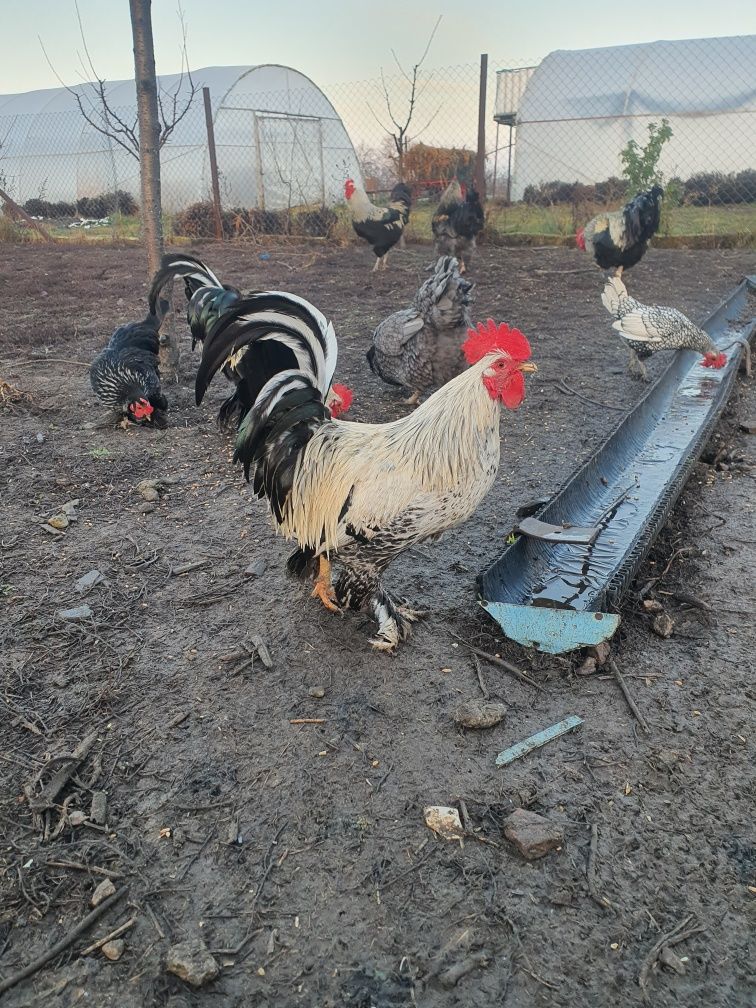 Vand cocosi pitici preț 35 lei