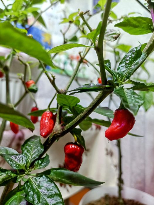 Суперострый перец Bhut Jolokia в горшке