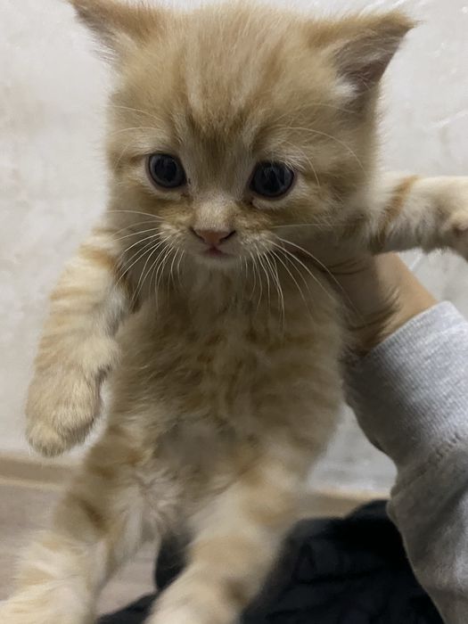 Срочно Отдам котенка