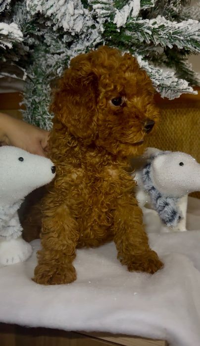 Пудел той / toy poodle