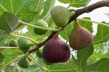Produse din smochine
