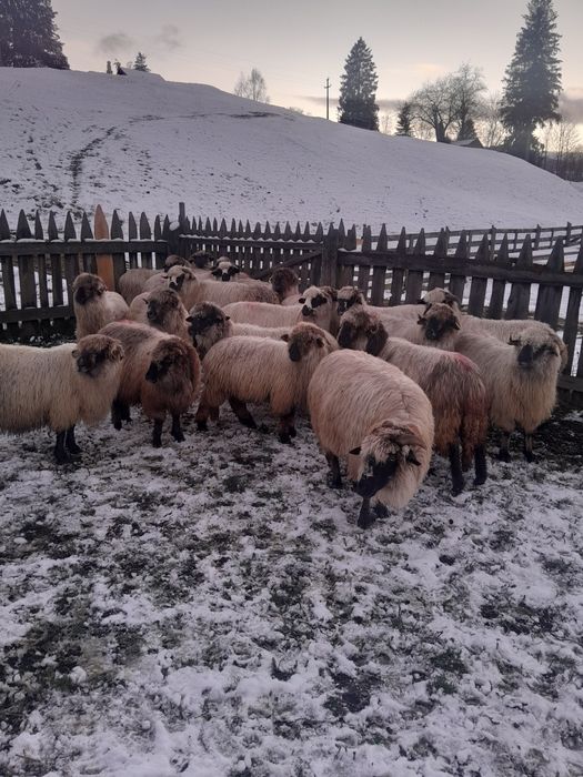Vând 20 de oi bucalai bune de tinut
