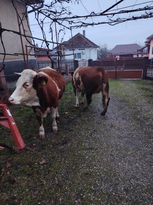 Vand juninci baltata romanesca