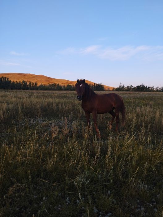 Айғыр 6жасар асау үйірге мықты