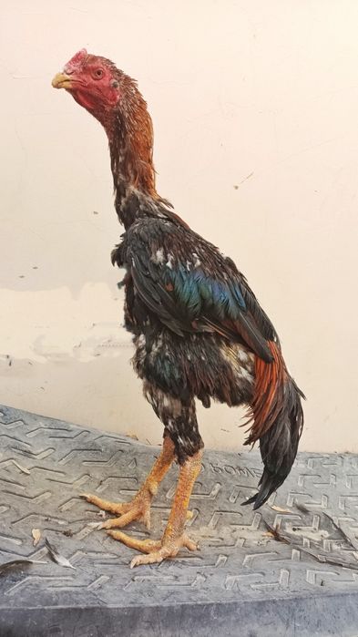 Sotiladi optomga donagayam