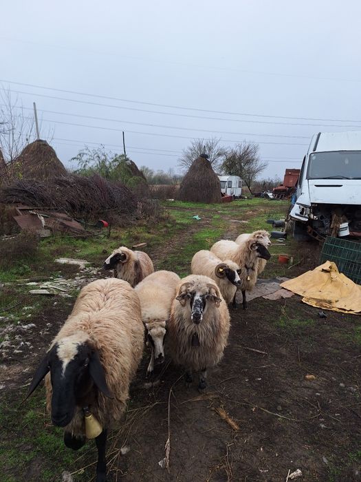 Vand oi românești, foarte bune de lapte