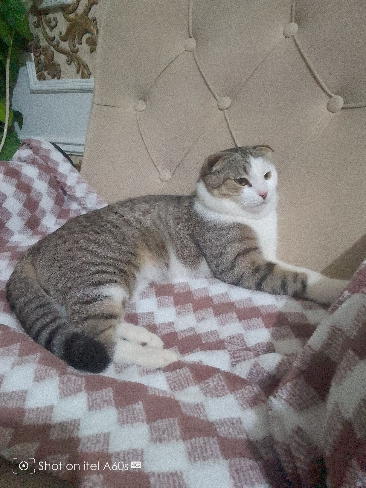 Срочно продается кот, отдам в хорошие руки! !!