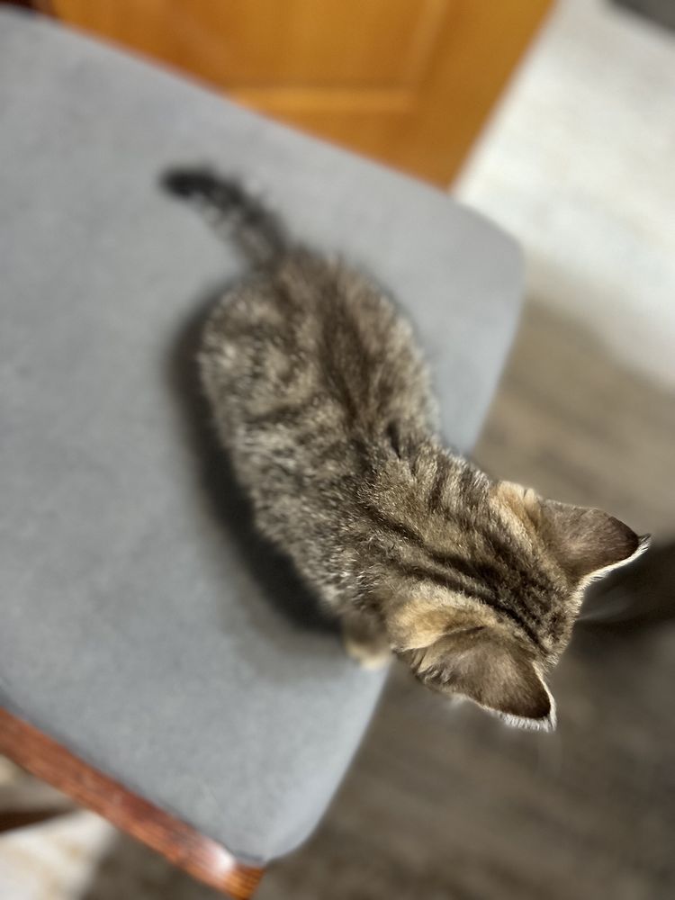 Ищем дом котенку