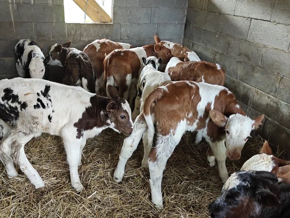 Aduc viței de rasă în toată România