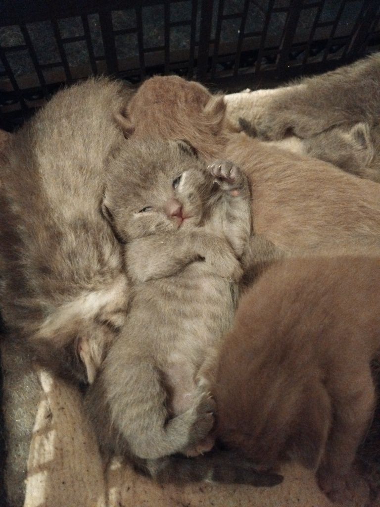 Отдам котят мальчики и девочки