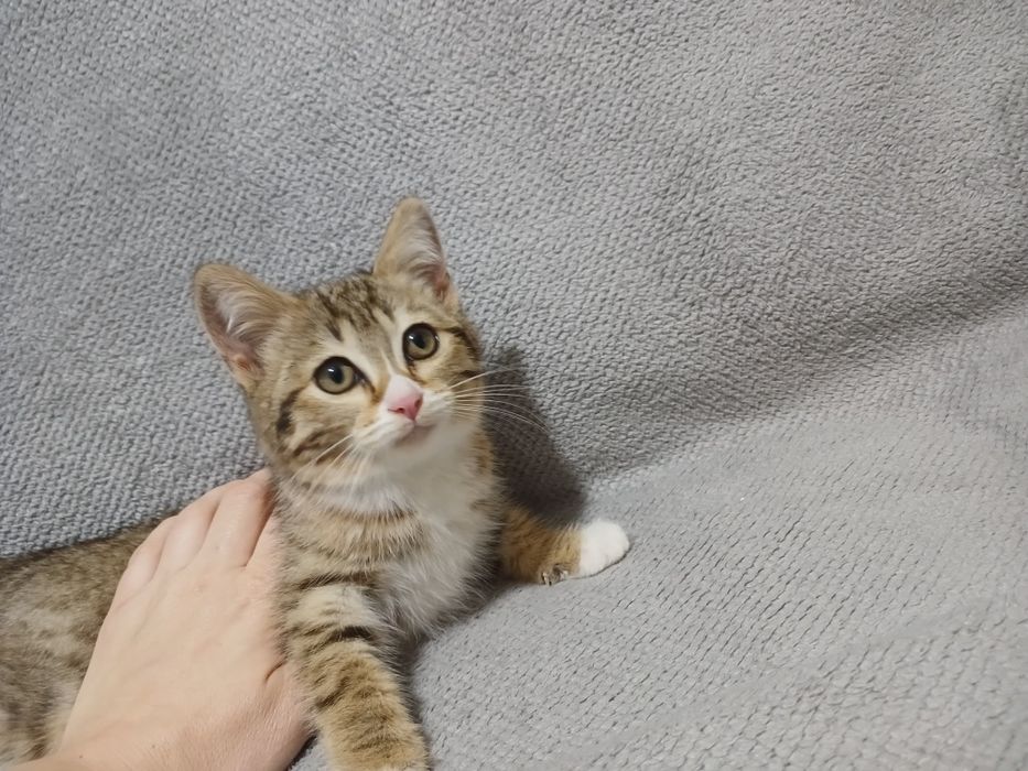 Отдам котёнка игрового девочку