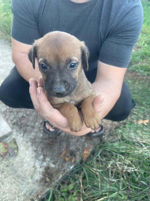 Родезайски ричбек