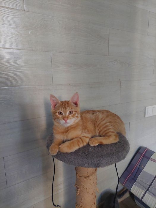 Котенок мальчик Ташкент