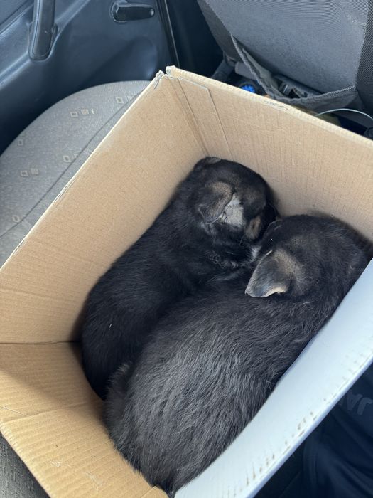 Овчарки 2 девочки