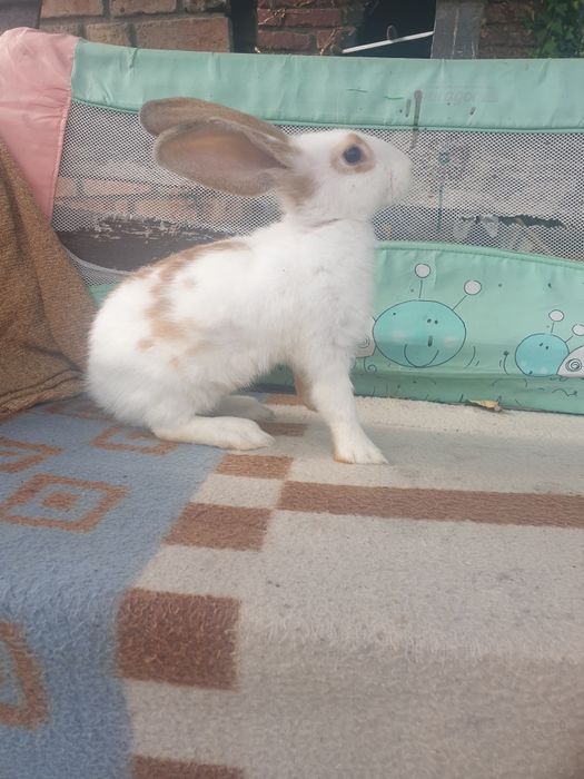 Vand iepuri mascul si femela