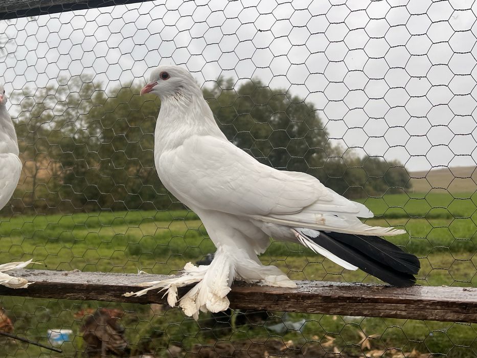 Vand porumbei incaltati tapalagosi