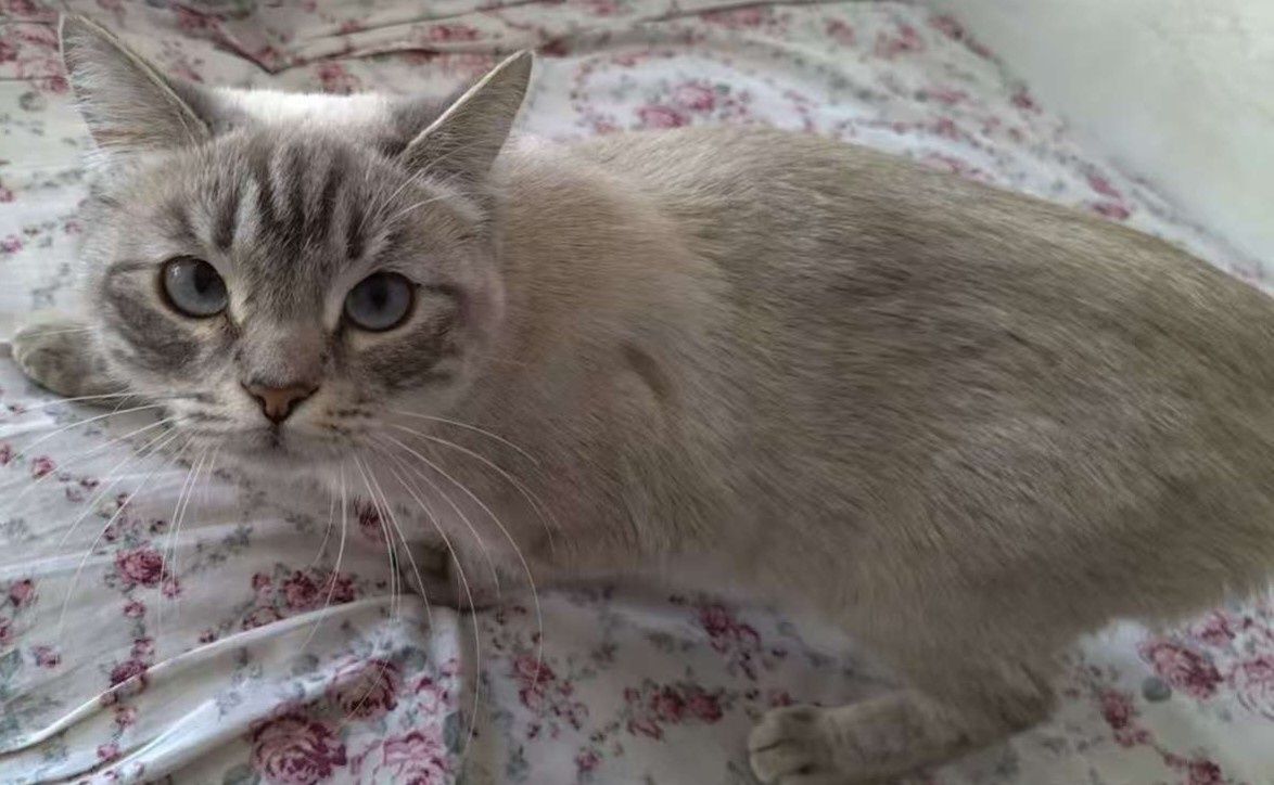 Кошка (1.5 года) нужно усыновление.