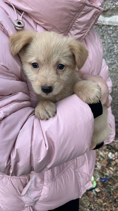 Даром. Щенки. Бездомные