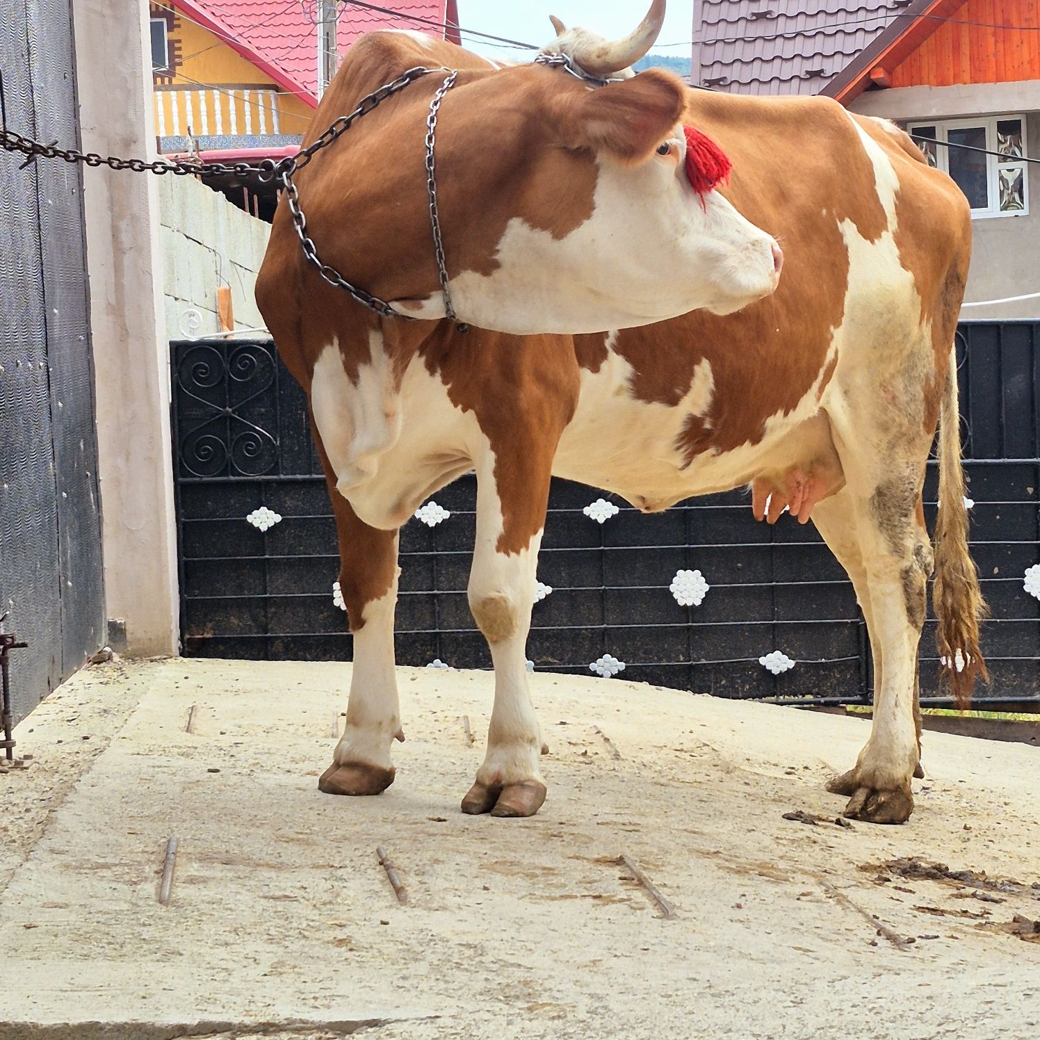Vaca baltata 5 ani gestanta 8 luni jumate Preț 87