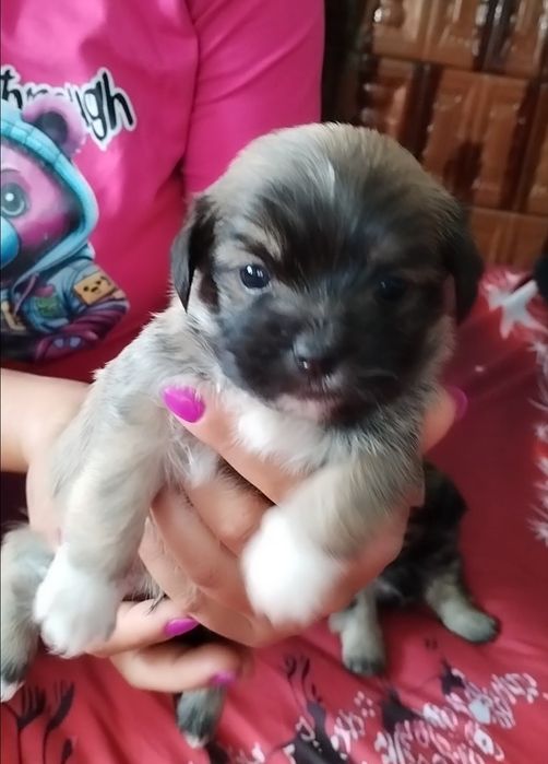 Căutăm o familie iubitoare ,bishoni ,vârstă 5 săptămâni