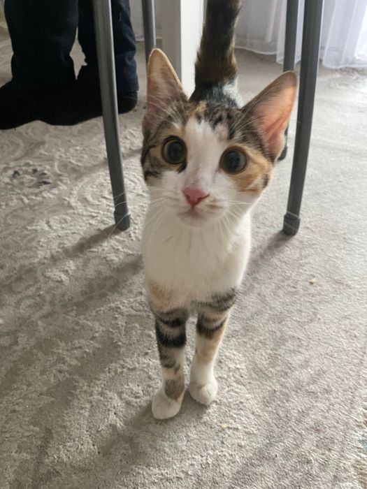 Ищет хозяина нового или старого!